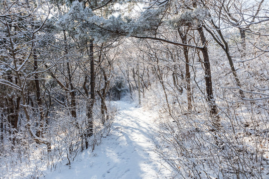 雪中的树林