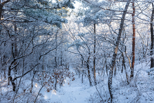 雪中的树林