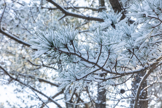 松针雪景