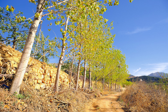 田野里的路