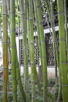 扬州个园竹子