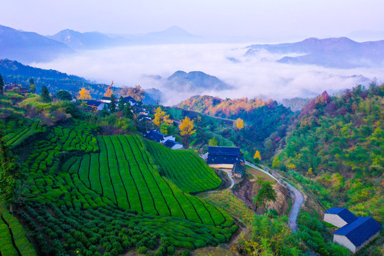 高山云雾茶园