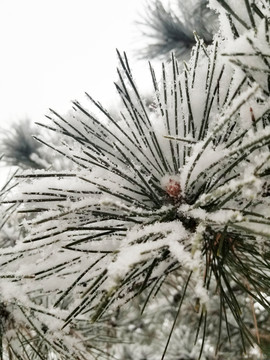 积雪的松针