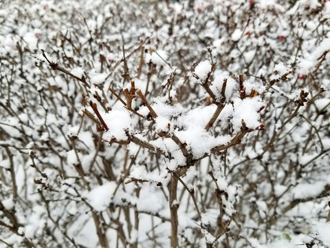 积雪