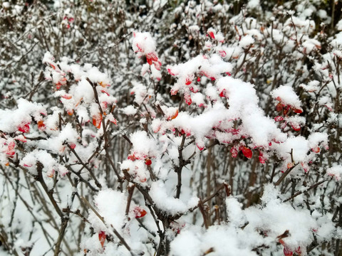 冬天雪景