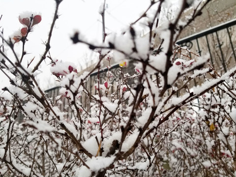 树挂雪景