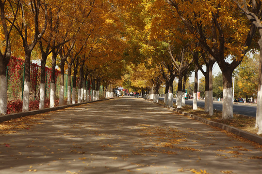 秋天的城市人行道