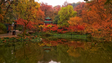 岳麓山枫叶