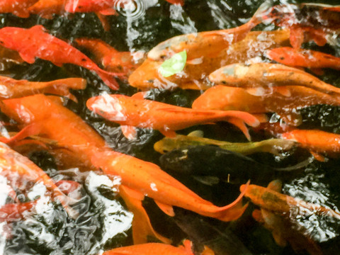 金魚錦鯉