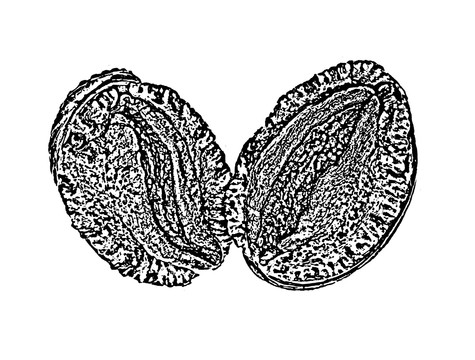 鮑魚(yú)
