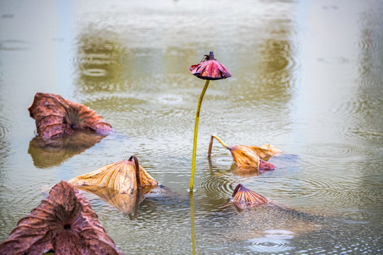 留得残荷听雨声