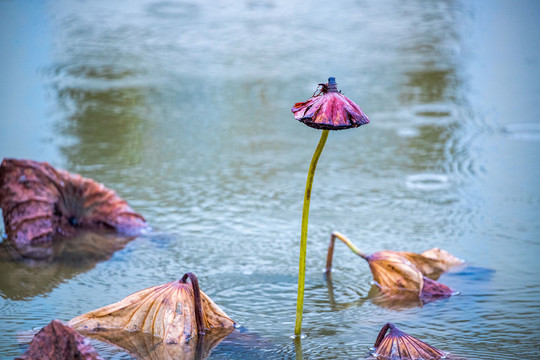 留得残荷听雨声