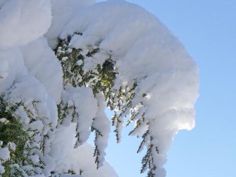 积雪