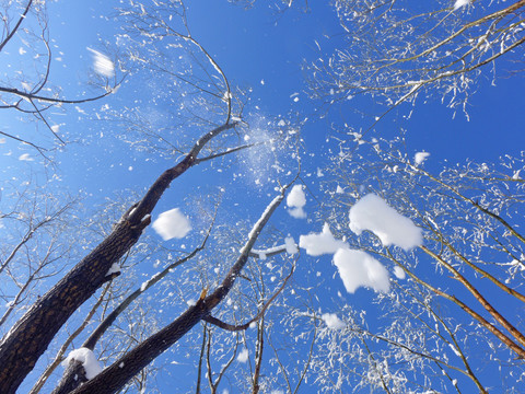 树林雪景