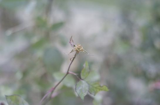 冬天的花