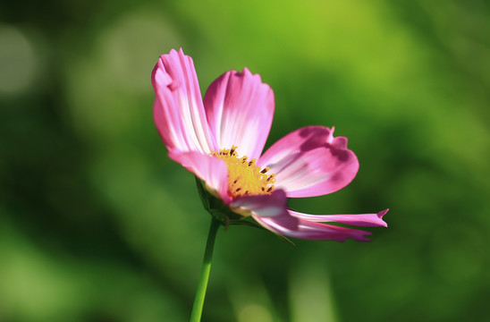 大波斯菊