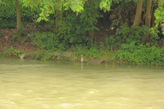 河边的小鹭