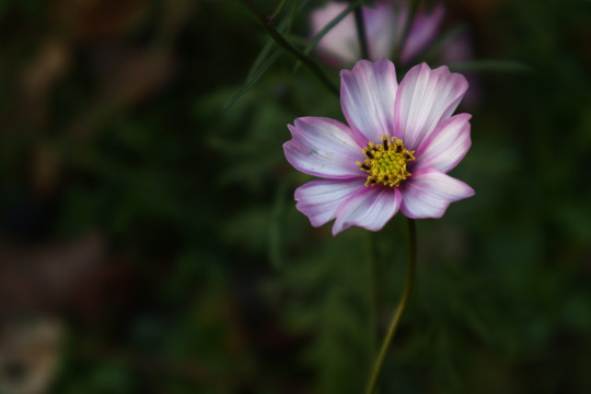 波斯菊格桑花