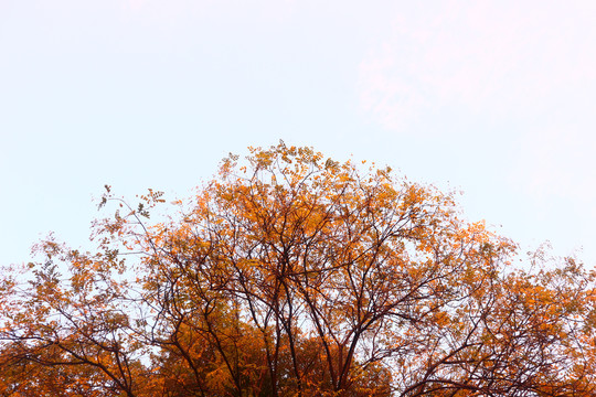 树木的秋天
