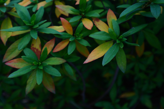 冬天的植物