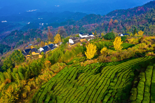 高山茶园古村