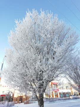 雪树