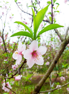 桃花