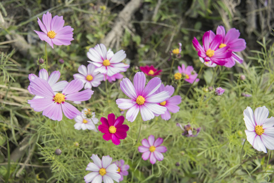 格桑花