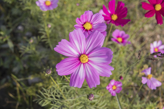 格桑花