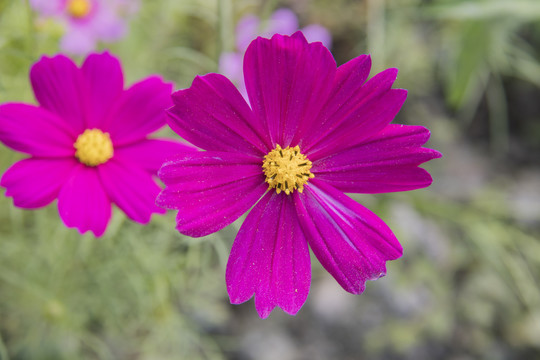 格桑花