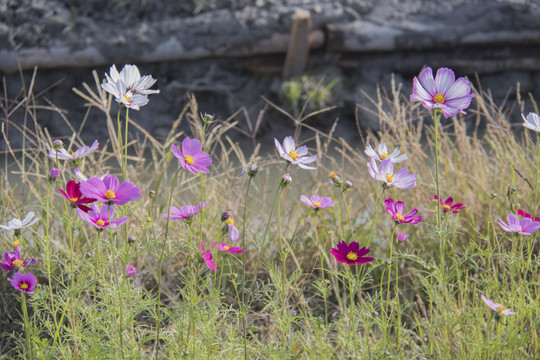 格桑花