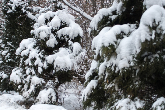 雪景风光