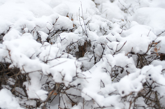 积雪