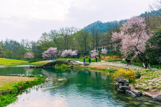 杭州西湖太子湾公园樱花春景