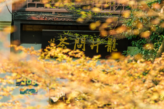 杭州西湖景区龙井问茶