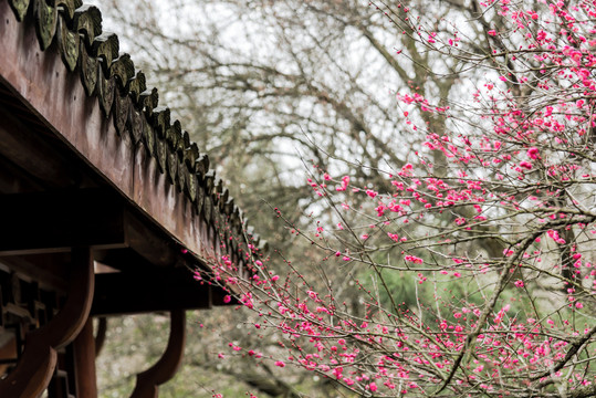 中式建筑与梅花