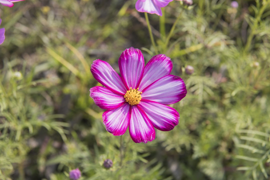 格桑花