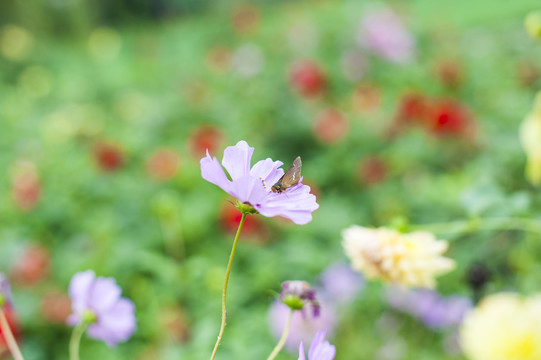 格桑花和蜜蜂