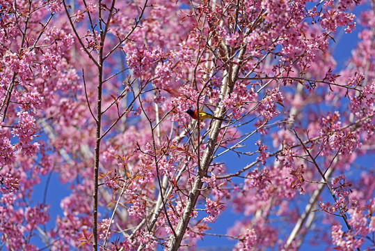 美丽的鸟儿站在樱花树上