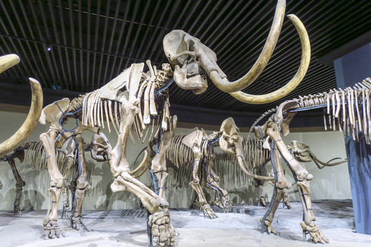 猛犸象化石