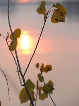 湖面夕阳