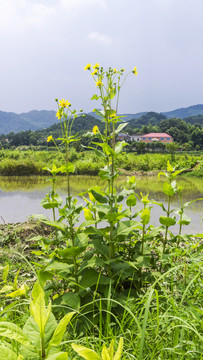 串叶松香草