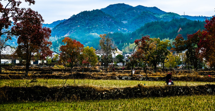 罗田远山红叶