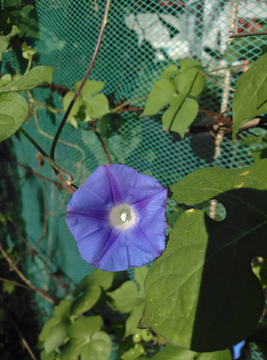 牵牛花