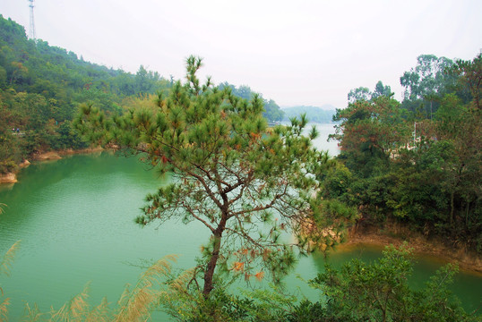 湖水松树