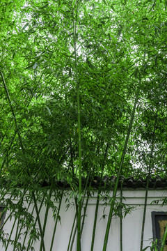 绿色竹叶背景