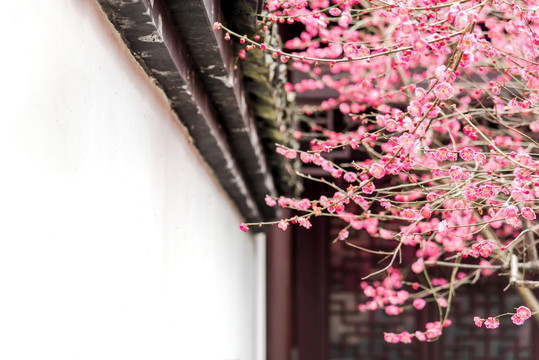 中式建筑屋檐与梅花