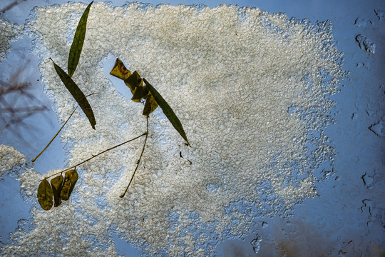 玻璃上的雪花落叶