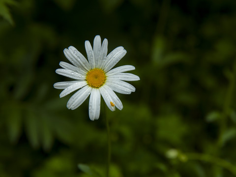 野菊