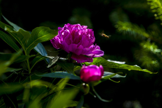 蜜蜂采花